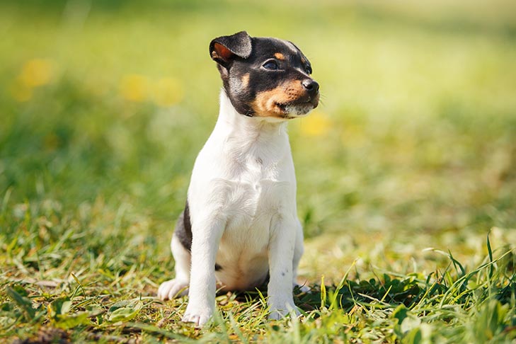 terrier toys
